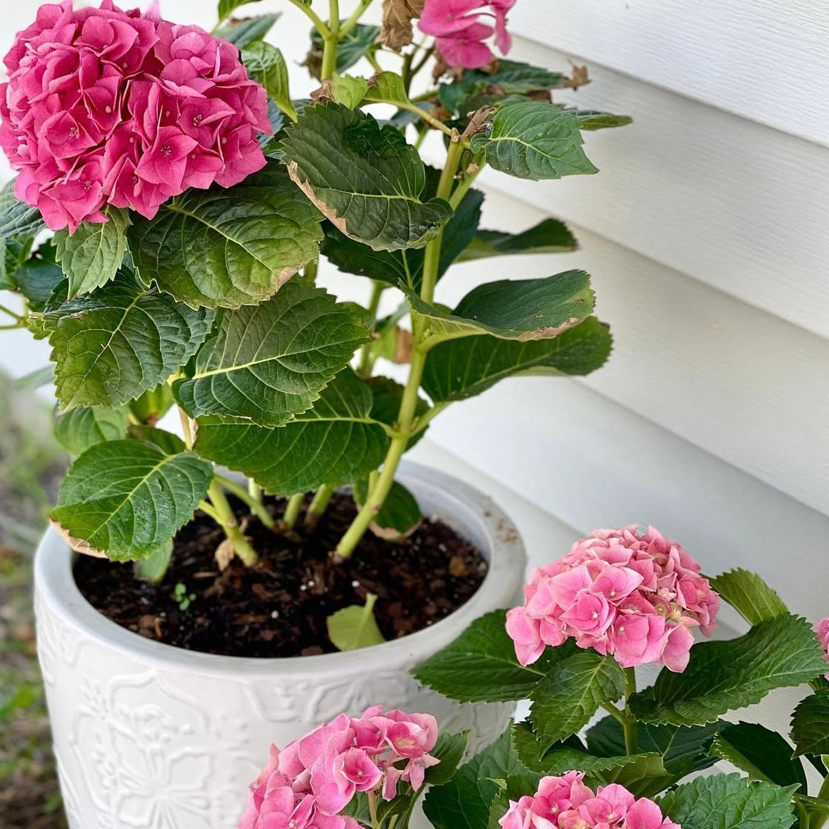 Welcome Spring: Refresh Your Space & Spirit with Candles & Blooms